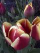 thm_RED AND YELLOW TULIP.jpg